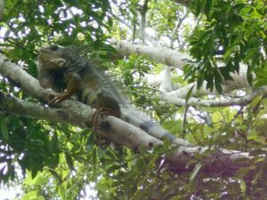 Monitoreo-de-fauna.-Iguana-Verde-Iguana-iguana.