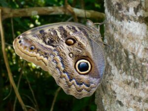 Monitoreo-de-fauna.-Mariposa-Búho-Caligo-sp.