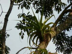 Rescate-de-epífitas.-Tillandsia-elongata.