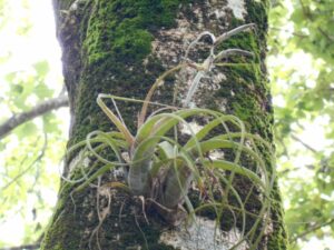 Rescate-de-epífitas.-Tillandsia-flexuosa.